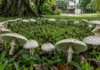 Um cogumelo tóxico apareceu em gramados de Santarém e Oriximiná formando círculos quase perfeitos que podem ser confundidos com alimento