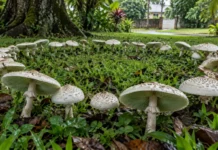 Um cogumelo tóxico apareceu em gramados de Santarém e Oriximiná formando círculos quase perfeitos que podem ser confundidos com alimento