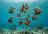 Pai e filha começaram pendurando pedaços de coral em “árvores” debaixo d’água; 25 anos depois, mais de 200 mil foram devolvidos aos recifes