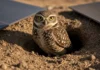 19 corujas foram levadas para uma usina solar no deserto; meses depois, 36 filhotes nasceram em tocas abertas entre milhares de painéis