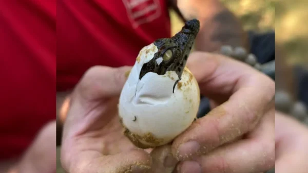 Visitantes pararam incrédulos ao ver filhotes saindo dos ovos na areia; dez crocodilos do Nilo nasceram sozinhos na França após o verão de calor extremo 1 crocodiles 2337242