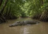 Crocodilo passa cerca de 22 anos em cativeiro e é devolvido à natureza; após 127 dias de rastreamento, comportamento surpreende pesquisadores
