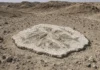 Este deserto escaldante do Egito já foi um mar cheio de vida — e quase 500 peixes de 62 milhões de anos continuam preservados sob a areia