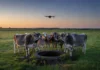 Ele ouviu mugidos sem parar, mandou o drone ao anoitecer e achou 13 vacas olhando para a câmera no fundo de um poço de três metros