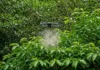 Árvore levada ao Havaí para matar a fome virou ameaça 200 anos depois; agora, drones soltam insetos para tentar salvar a floresta nativa