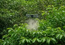Árvore levada ao Havaí para matar a fome virou ameaça 200 anos depois; agora, drones soltam insetos para tentar salvar a floresta nativa