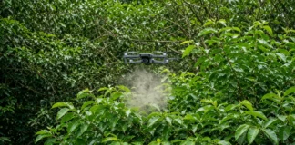 Árvore levada ao Havaí para matar a fome virou ameaça 200 anos depois; agora, drones soltam insetos para tentar salvar a floresta nativa