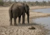 Câmera de trilha captura elefante ajudando tartaruga encalhada a sobreviver e dá tempo a morador para salvá-la, nos EUA