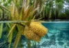 Uma esponja de água doce reapareceu 30 anos depois sobre uma samambaia guardada em herbário e revelou que a planta havia passado semanas submersa