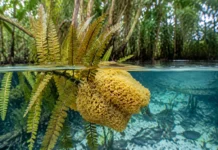 Uma esponja de água doce reapareceu 30 anos depois sobre uma samambaia guardada em herbário e revelou que a planta havia passado semanas submersa