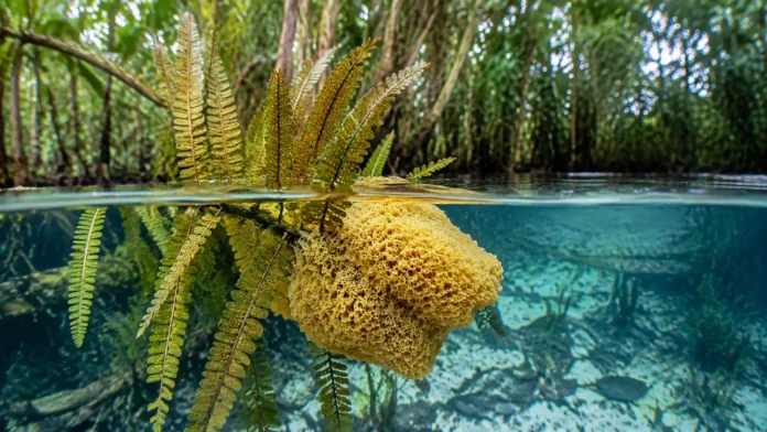 esponja-agua-doce-samambaia-amazonia-roraima