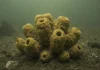 Cientistas colocam 42 esponjas no fundo de porto poluído e, após 455 dias filtrando água contaminada, resultado surpreende pesquisadores