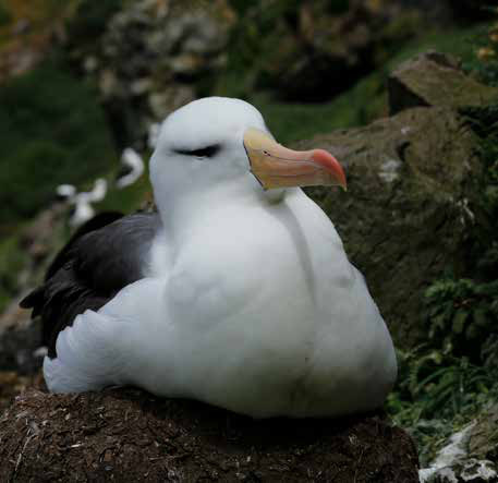 Evolução não basta para salvar o albatroz do aquecimento 1 Albatroz-de-sobrancelha-negra no ninho nas Ilhas Kerguelen, no sul do Oceano Índico, onde vive a população acompanhada pelos pesquisadores.