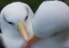 Evolução não basta para salvar o albatroz do aquecimento Casal de albatrozes-de-sobrancelha-negra lado a lado