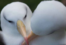 Evolução não basta para salvar o albatroz do aquecimento Casal de albatrozes-de-sobrancelha-negra lado a lado