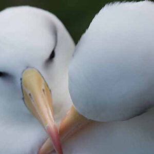 Evolução não basta para salvar o albatroz do aquecimento Casal de albatrozes-de-sobrancelha-negra lado a lado