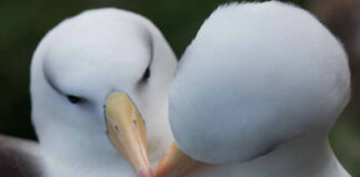 Evolução não basta para salvar o albatroz do aquecimento Casal de albatrozes-de-sobrancelha-negra lado a lado