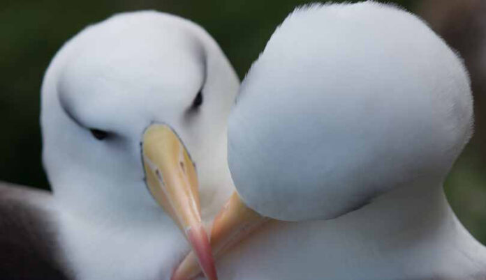 Evolução não basta para salvar o albatroz do aquecimento Casal de albatrozes-de-sobrancelha-negra lado a lado