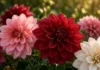 10 mil plantas transformam os jardins de uma escola em um mar de flores durante quase um mês; o festival que completa 30 anos acontece no fim do verão na Normandia, França