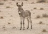 Curioso e brincalhão, conheça o primeiro burro selvagem que nasce na Arábia Saudita em mais de 100 anos Imagem horizontal 16:9 com o filhote de onagro no centro do enquadramento, em terreno arenoso aberto, luz natural, sem marcações gráficas.