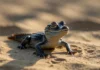 Visitantes pararam incrédulos ao ver filhotes saindo dos ovos na areia; dez crocodilos do Nilo nasceram sozinhos na França após o verão de calor extremo
