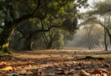 Florestas no auge da densidade colapsaram sob um aquecimento de cerca de 6 graus há 56 milhões de anos; a copa só se reconstituiu depois de mais de 100 mil anos