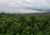 Fogo é a maior ameaça à Amazônia hoje; cientista volta a Paragominas para frear queimadas que já superam desmate, no Pará