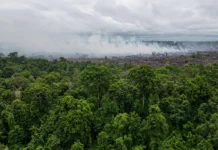 Fogo é a maior ameaça à Amazônia hoje; cientista volta a Paragominas para frear queimadas que já superam desmate, no Pará