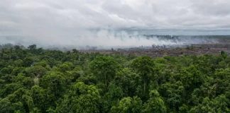 Fogo é a maior ameaça à Amazônia hoje; cientista volta a Paragominas para frear queimadas que já superam desmate, no Pará