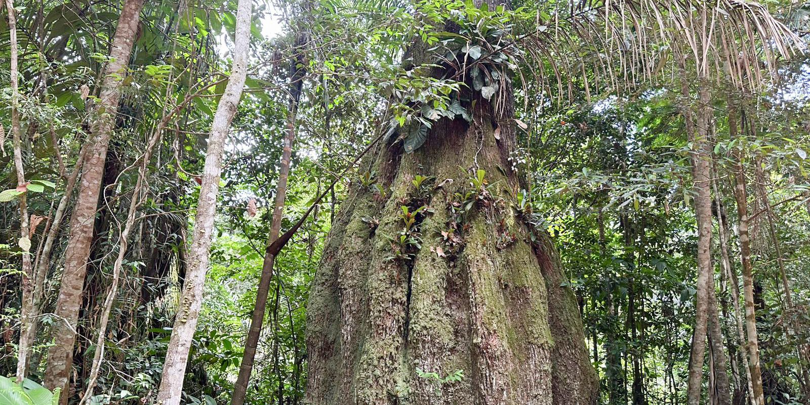 Em Roraima, 36 famílias mantêm coleta de castanha enquanto torre e carbono protegem 14 mil hectares 1 Em Roraima, 36 famílias mantêm coleta de castanha enquanto torre e carbono protegem 14 mil hectares
