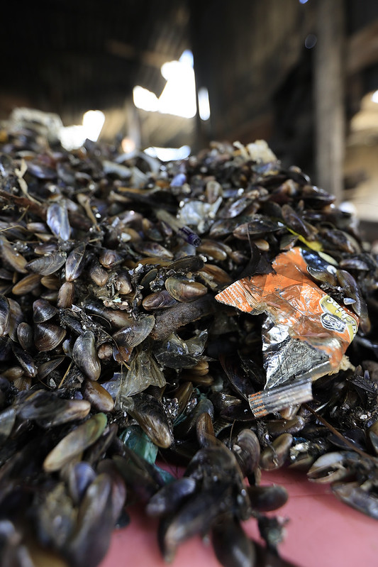 Sururu some dos rios do Recife, aumenta o tempo de pesca e ameaça renda de marisqueiras sem defeso 2 Sururu some dos rios do Recife, aumenta o tempo de pesca e ameaça renda de marisqueiras sem defeso
