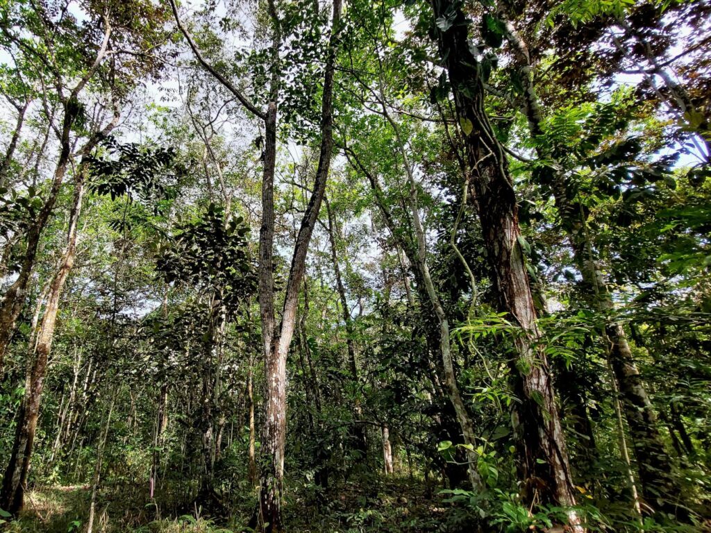 Mais árvores, mais estabilidade: projeto global testa se florestas diversas resistem melhor ao clima extremo 1 Mais árvores, mais estabilidade: projeto global testa se florestas diversas resistem melhor ao clima extremo