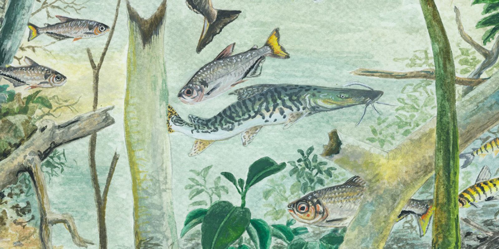 Mais de 2,7 mil espécies de peixes mantêm a floresta amazônica viva, mas rios perdem conexão 1 Mais de 2,7 mil espécies de peixes mantêm a floresta amazônica viva, mas rios perdem conexão