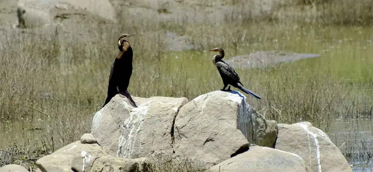 Fósseis de aves revelam rio dominado por predadores há 11,6 milhões de anos 1 Fósseis de aves revelam rio dominado por predadores há 11,6 milhões de anos