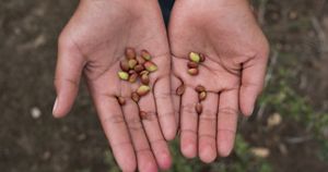Gran Chaco perde 8 milhões de hectares em 30 anos, mas agricultores recuperam o solo sem derrubar a floresta