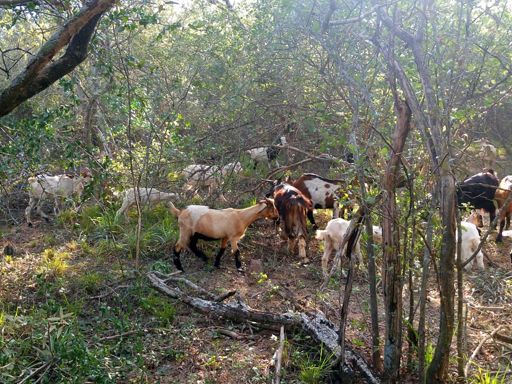 Gran Chaco perde 8 milhões de hectares em 30 anos, mas agricultores recuperam o solo sem derrubar a floresta