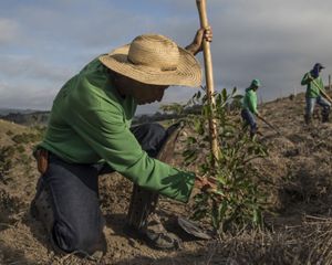 Gran Chaco perde 8 milhões de hectares em 30 anos, mas agricultores recuperam o solo sem derrubar a floresta
