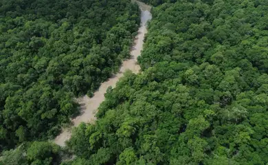 Guayusa sustenta 12 famílias enquanto mulheres indígenas defendem a Amazônia e preparam encontro em Belém