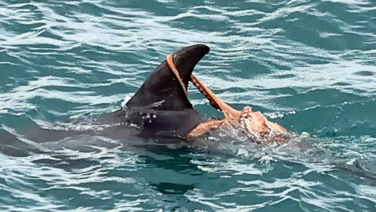 Polvo pega carona nas costas de golfinho e coincide com maior explosão da espécie em 75 anos 1 Polvo pega carona nas costas de golfinho e coincide com maior explosão da espécie em 75 anos