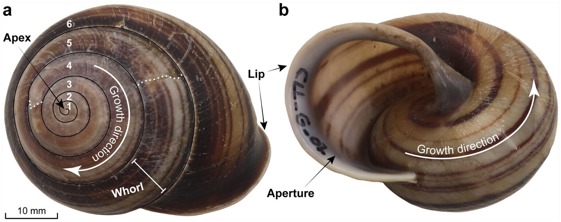Caracol registra chuvas de ciclones em concha de 4,5 anos e pode reconstituir tempestades antigas 1 Caracol registra chuvas de ciclones em concha de 4,5 anos e pode reconstituir tempestades antigas