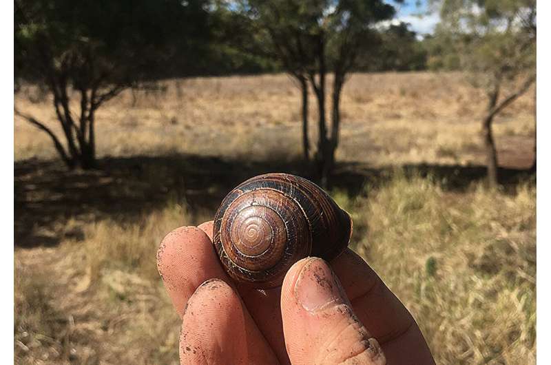 Caracol registra chuvas de ciclones em concha de 4,5 anos e pode reconstituir tempestades antigas 2 Caracol registra chuvas de ciclones em concha de 4,5 anos e pode reconstituir tempestades antigas