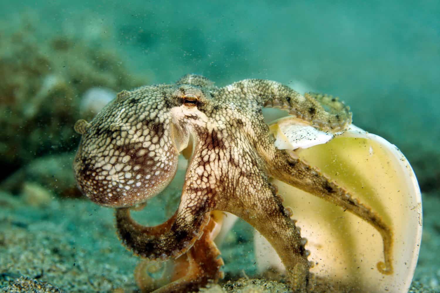 Polvo muda de cor enquanto dorme, revive padrões de caça e abre uma janela para sonhos no fundo do mar