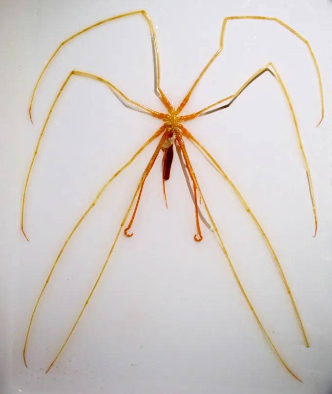 Aranhas-do-mar brilham no fundo do oceano após cientistas testarem animais a 5 mil metros 1 Aranhas-do-mar brilham no fundo do oceano após cientistas testarem animais a 5 mil metros