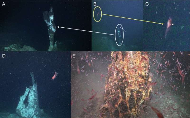Fêmeas de krill antártico descem a fontes hidrotermais e podem usar o calor para proteger seus ovos 1 Fêmeas de krill antártico descem a fontes hidrotermais e podem usar o calor para proteger seus ovos