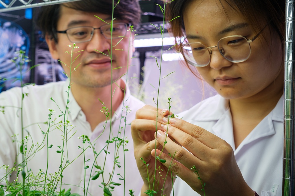 Plantas modificadas em laboratório reduzem bactérias em 53% e podem proteger futuras lavouras