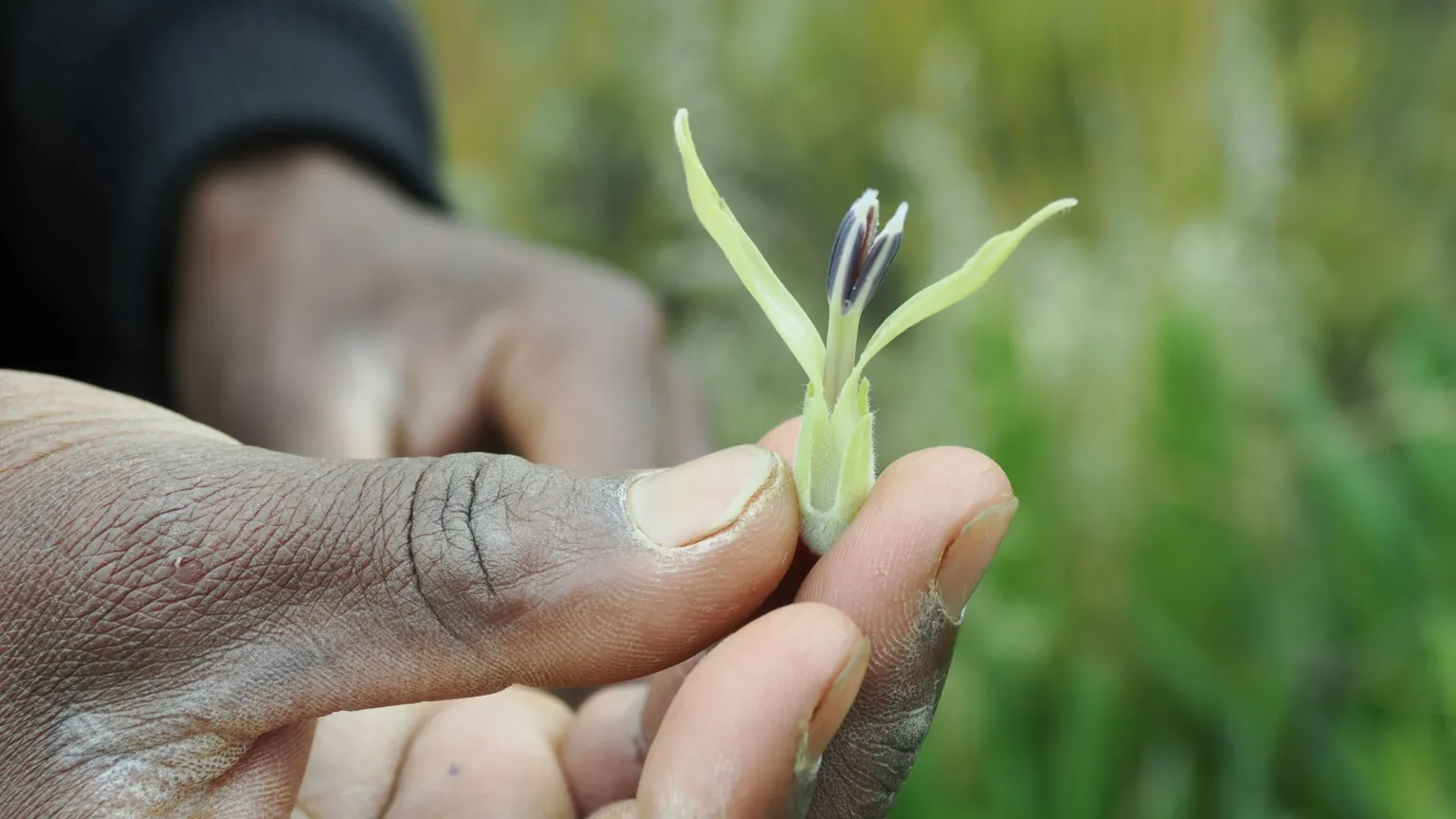 Elefantes usam 35 plantas medicinais no Quênia e revelam como a floresta funciona como farmácia 2 Elefantes usam 35 plantas medicinais no Quênia e revelam como a floresta funciona como farmácia