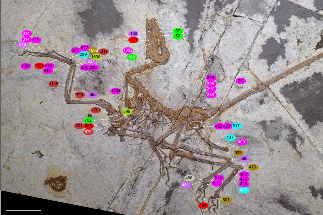 Fóssil de dinossauro com 57 cm revela asas e penas parecidas com as de aves, mas por uma rota própria