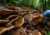 Uma revisão conferiu 79 fungos atribuídos à Amazônia e descobriu que 34 registros não tinham provas suficientes para continuar no mapa científico
