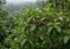 Uma fruta plantada contra a fome virou ameaça às florestas 200 anos depois — e agora drones espalham seu inimigo natural pelo céu no Havaí
