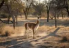 Após 110 anos desaparecido do norte argentino, guanaco viaja 3.200 km desde a Patagônia para voltar à região onde vivia
